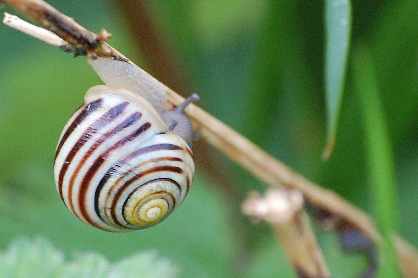  White lipped Snail 